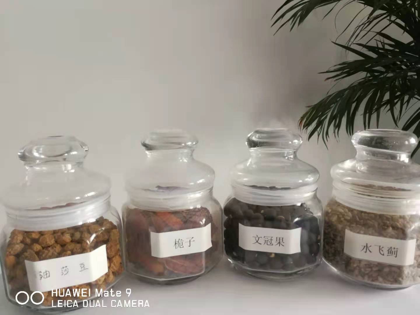 有機茶籽油
